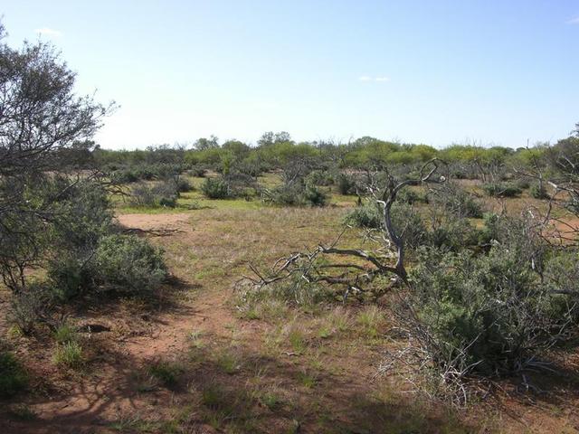 View from the confluence, looking north