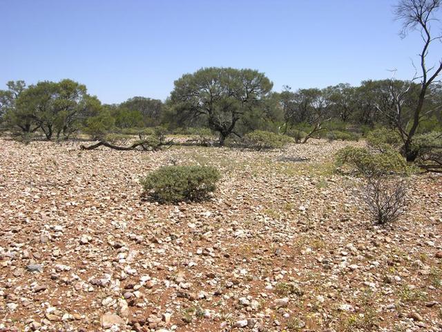 View from the confluence looking west