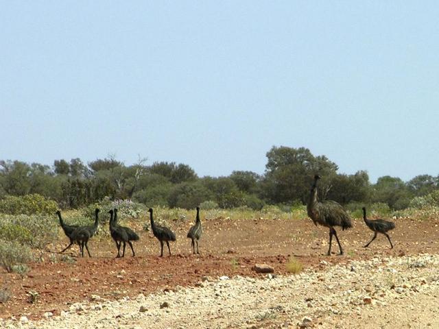 A family of emus on the way to Mt Clere station