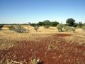 #3: View from the confluence looking east