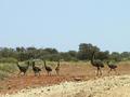 #7: A family of emus on the way to Mt Clere station