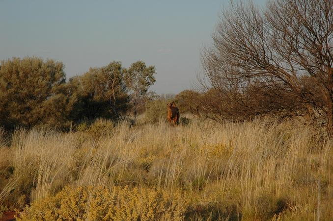 View of general area including camel