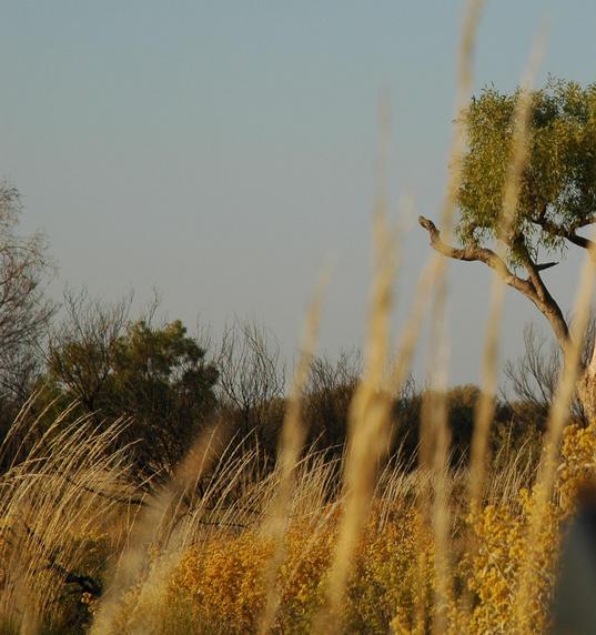 View to distinctive tree