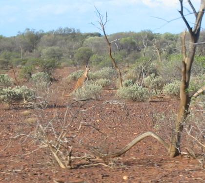 Kangaroo watching confluence hunters