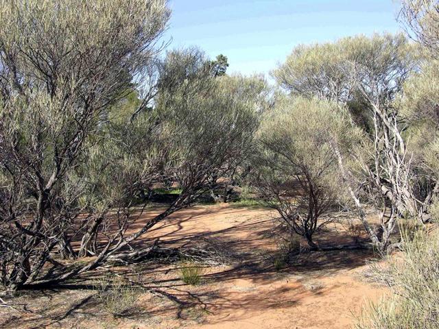 View from the confluence looking south