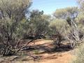 #4: View from the confluence looking south