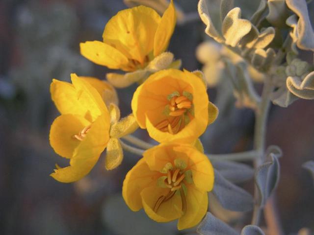 Some of the wildflowers in the area