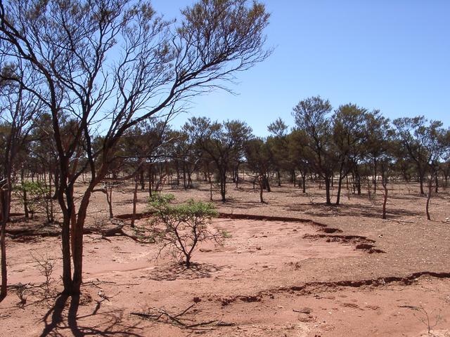 View north from confluence