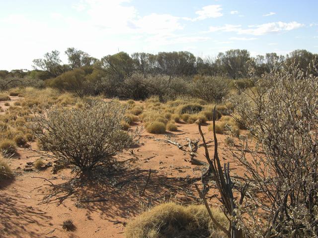 View from the confluence looking north