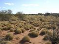 #5: View from the confluence looking west