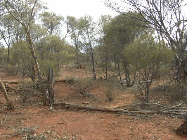 View from the confluence looking north