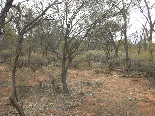 View from the confluence looking east