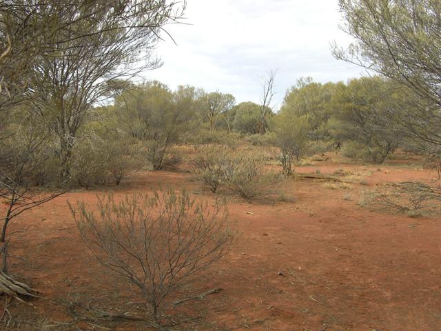 View from the confluence looking south