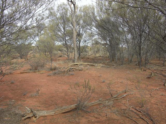 View from the confluence looking west