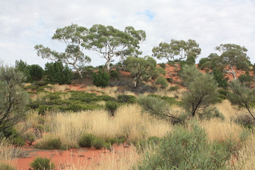 Sand Ridge En Route to confluence