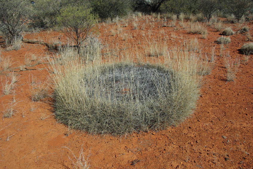 One of the Spinifex Rings near the Confluence