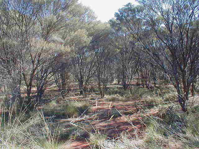 Looking north from the site