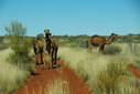 #8: Camel on the track out to Sydney Yeo Range