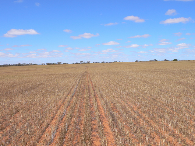 Looking South from S28 E115