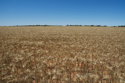 #1: The confluence point lies in a wheat field, 400m from the nearest road.  (This is also a view to the East, towards the road)