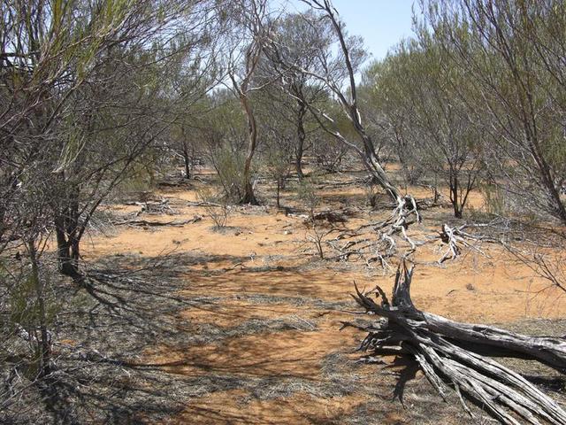 View of the confluence, looking east