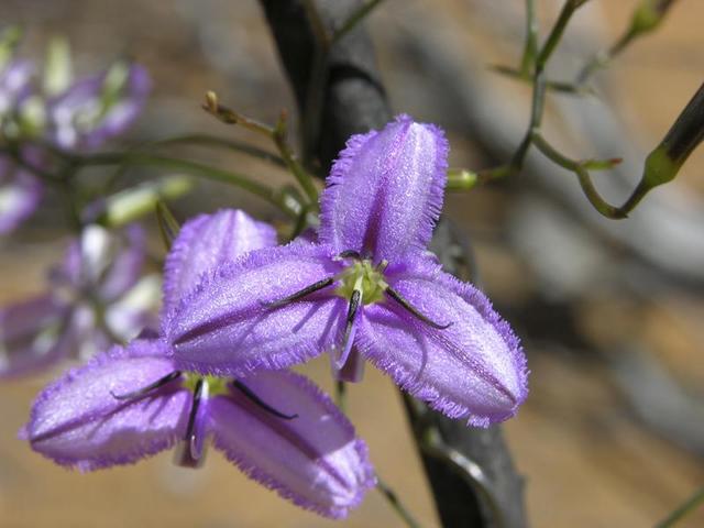 The wildflowers are out in force at this time of the year!