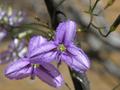 #8: The wildflowers are out in force at this time of the year!