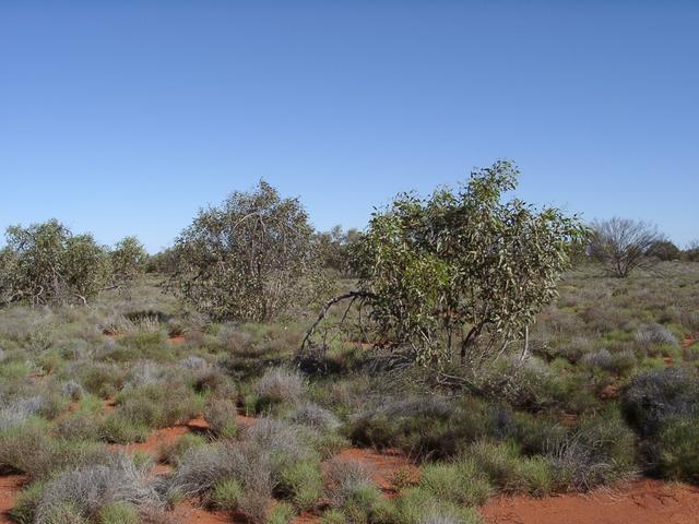 View south from confluence