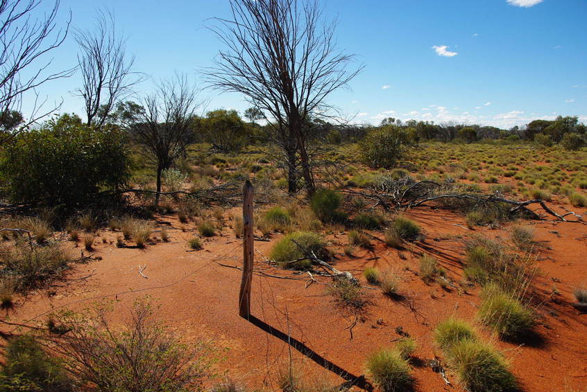 100 year old Mulga post, still as strong as the day it was erected