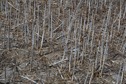 #5: The confluence point lies in a farm field, among stalks from a harvest