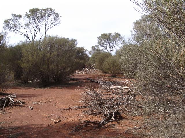 View east of confluence