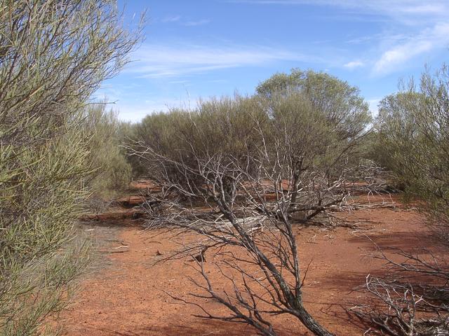 View west of confluence