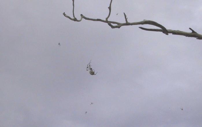 Golden Orb Spider