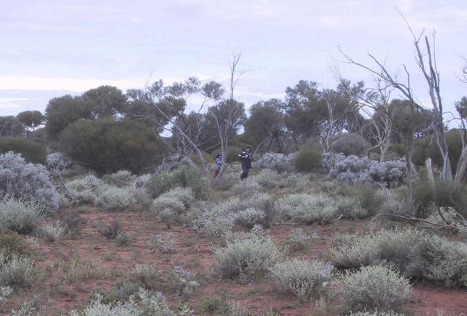 Walking through the bush