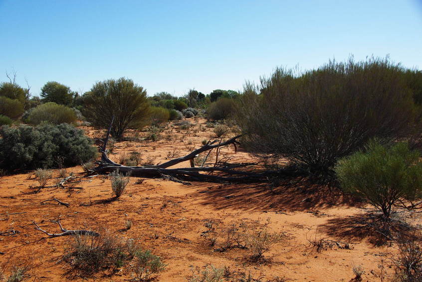 Looking North from the Confluence