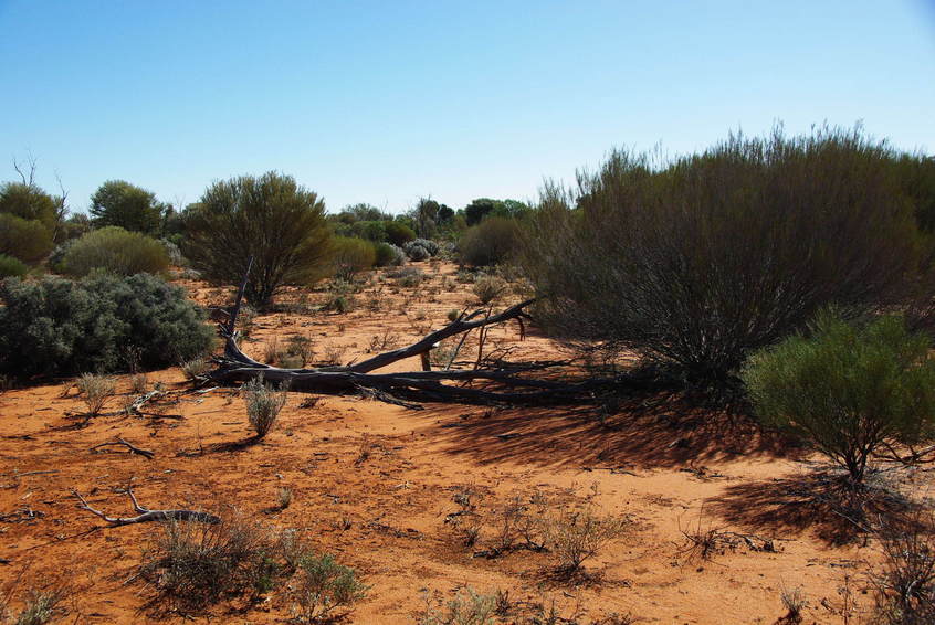 Looking North from the Confluence