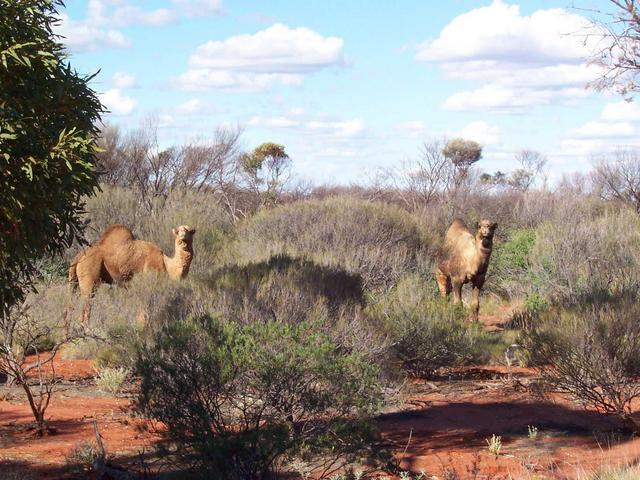 Camels