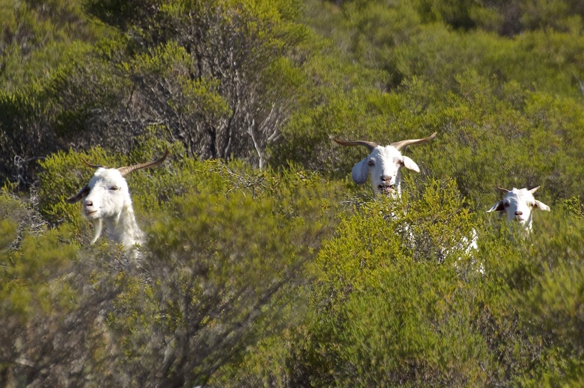 Some curious wild goats, seen about 2 km from the confluence point