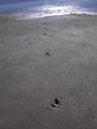 #4: Plenty of tracks but no emus seen
