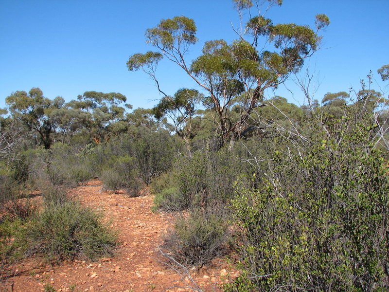 Looking South