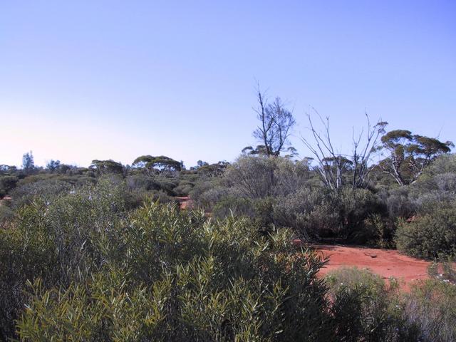 Confluence point looking north