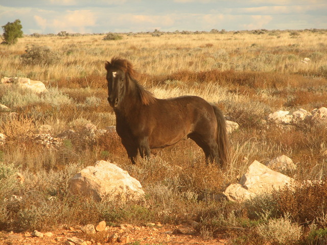 A wild pony we came across