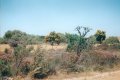 #4: The orange-flowered trees are Nuytsia floribunda - WA Christmas bush