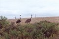 #5: My emu racing mates.