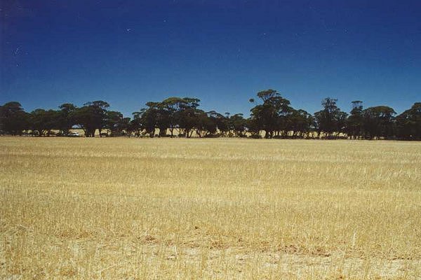 Looking south - the line of trees is beside the road