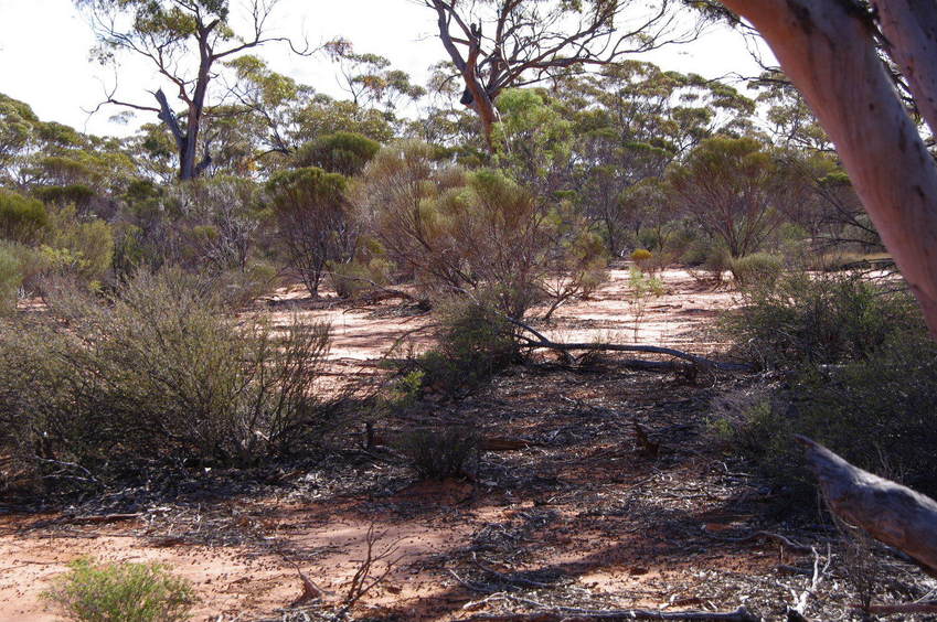 Looking North from the Confluence