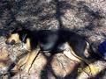 #5: Dog tired (6 months old)