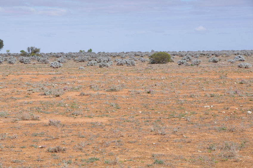 Looking South from the Confluence