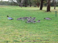 #7: 23 Ducklings Walk Past The CP