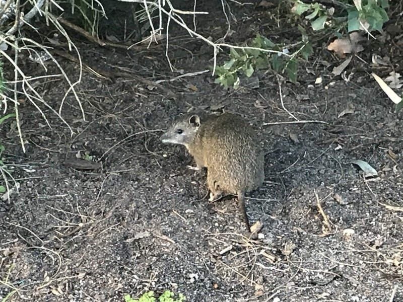 Native animal to Australia - a bandicoot - about 200 meters northeast of the confluence point.